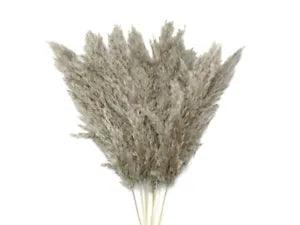 5 Pieces - 20-24" Natural Ivory Preserved Dried Plume Reed Grass Wedding Arch