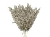 5 Pieces - 20-24" Natural Ivory Preserved Dried Plume Reed Grass Wedding Arch