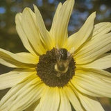 Lemon Queen Sunflower Seeds