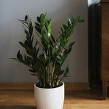 Zamioculcas leaves with bulb