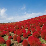 50+ Burning Bush Seeds (Kochia Trichophylla) RED BUSH Patio Containers or Hedge US seller New!