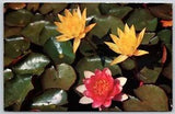 Pink and Yellow Water Lilies Vintage Postcard Lily Pads California Unposted