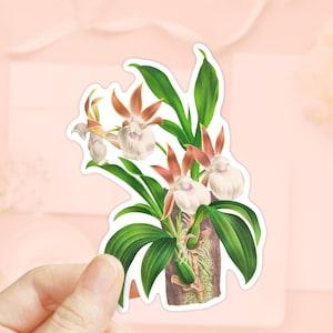 Zygopetalum rostratum Sticker, Orchid Flower Sticker, Die Cut Sticker, Water Bottler Sticker, Laptop Decal, Vinyl Sticker, Plant Stickers