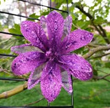 5.5" WIRED LARGE PURPLE GLITTER FLOWER LILY CLIP-ON CHRISTMAS ORNAMENT