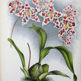 Antique Botanical Print ORCHID ODONTOGLOSSUM CRISPUM Linden Original Large  c1885