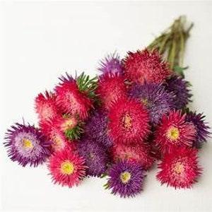 100+ Aster China King Size Princess Mix  SEEDS Callistephus chinensis cut flower bouquet  Dizzy Bees Urban Garden combined shipping