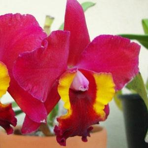 Orchid seedling Pot Immaculate Heart "Hilo red" Big flower ~live plant~Small size