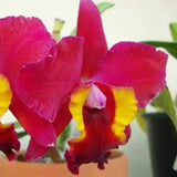 Orchid seedling Pot Immaculate Heart "Hilo red" Big flower ~live plant~Small size