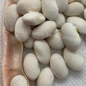 Deseronto Potato Bean (Extremely Rare Mohawk Heirloom, Tyendinaga Reservation, Ontario. Min. 10 Seeds Per Pk, Non-GMO, Open Pollinated Seed)