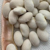 Deseronto Potato Bean (Extremely Rare Mohawk Heirloom, Tyendinaga Reservation, Ontario. Min. 10 Seeds Per Pk, Non-GMO, Open Pollinated Seed)