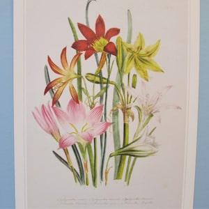 Garden Flowers, Swamp Lily Botanical Art Print/ Lily Bouquet Book Plate Illustration Wall Art decor for framing/ 9 3/4 X 14"