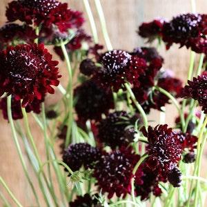 Black Knight CS Scabiosa Atropurpurea | 25 Seeds | Annual Cut Flower | Drumstick Flower | Mourningbride Flower | 2" Blooms | 24 - 36" Tall