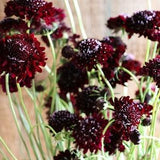 Black Knight CS Scabiosa Atropurpurea | 25 Seeds | Annual Cut Flower | Drumstick Flower | Mourningbride Flower | 2