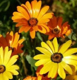 African Daisy * Giant Mixed Colors * Annual * Wildflower