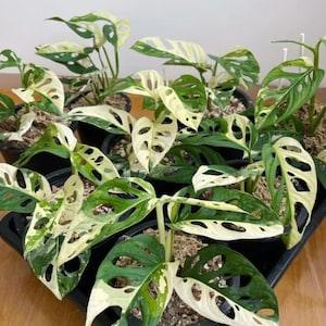 Monstera Adansonii Albo Variegated Nodes cuttings Rare House Plants highly Variegated Cuttings