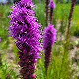 Blazing Star - Liatris Spicata 30 seeds - Monarch and Bee Magnet, Nectar Plant, Chemical Free, Bee and Pollinator Safe
