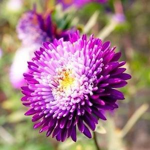 China Aster Zefir Purple Yellow Flowers 1g - 200 NON GMO Seeds - Callistephus Chinensis