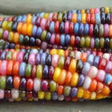 100 Ornamental  Multicolored Corn Seeds, Non-GMO, Untreated, Open Pollinated.