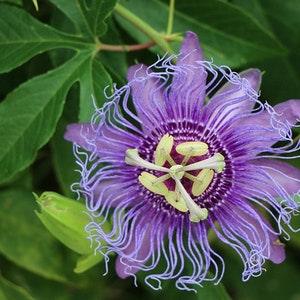 Maypop Passionflower (Passiflora incarnata) Hardy Vine/Houseplant/Fragrant - 5 seeds