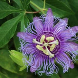 Maypop Passionflower (Passiflora incarnata) Hardy Vine/Houseplant/Fragrant - 5 seeds