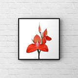 Disa Uniflora Red Printable Design, Table Mountain Flower, Red Orchid, Cape Town Floral Wall Decor, Orchid Wall Art, Flower Print
