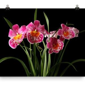 Miltonia Orchids Print Pink Orchids Poster Miltoniopsis Orchids Wall Art