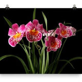 Miltonia Orchids Print Pink Orchids Poster Miltoniopsis Orchids Wall Art