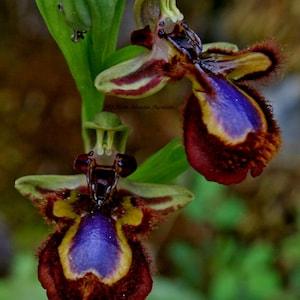 World most rare and Unusual orchids >  Ophrys Speculum > bee mimicking terrestrial orchid > 1 flowering size BULB