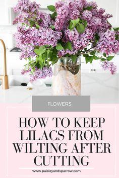 How to Keep Lilacs from Wilting After Cutting - Paisley & Sparrow Flower Delivery
