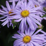 Perennial Plants by Crocus Flower Delivery