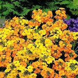 Siberian Wallflower Jack in the Pulpit Flowers 1g - 300 Seeds - Erysimum Allionii GMO FREE