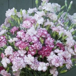 50 seeds Carnation (Dianthus Caryophyllus Chabaud Benigna mix )