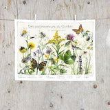 Print Pollinating Insects and Honey Plants | Science poster | Natural History Art | Poster identification classification Bugs Insect