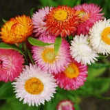 Strawflower | Everlasting Flower | Helichrysum bracteatum | Mixed Colors - pack of 20 seeds packet