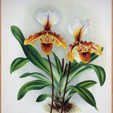 Antique Botanical Print ORCHID CYPRIPEDIUM VIALIANUM Linden Original Large  c1885