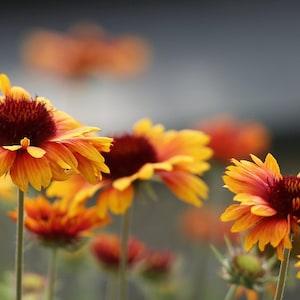 NEW! 200 Native Great Blanket Flower Seeds, Gaillardia Aristata GP022C