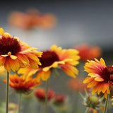 NEW! 200 Native Great Blanket Flower Seeds, Gaillardia Aristata GP022C