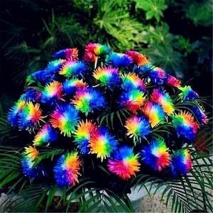 500 Flower Seeds - Rainbow Chrysanthemum Flower - Perennial Rare Beautyful Flower Seeds