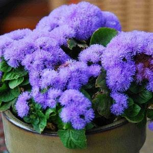 Floss Flower Blue Flowers 0.2g - 200 Seeds - Ageratum Houstonianum NON GMO
