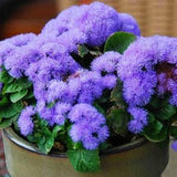 Floss Flower Blue Flowers 0.2g - 200 Seeds - Ageratum Houstonianum NON GMO