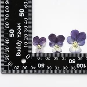 12PCS Real Pressed Dry Pansies/Violas Flower for art candle craft FSS47 #3