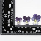 12PCS Real Pressed Dry Pansies/Violas Flower for art candle craft FSS47 #3