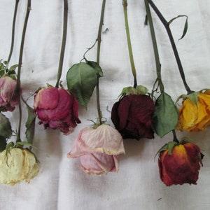 Assorted Color Dried Roses, Stem Roses, Dried Flowers, Rustic Decor