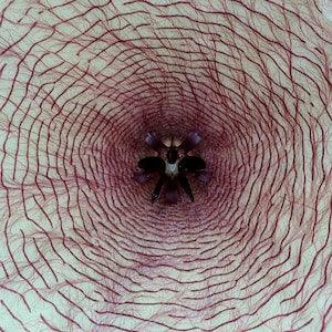 Orchid: White Red Cream