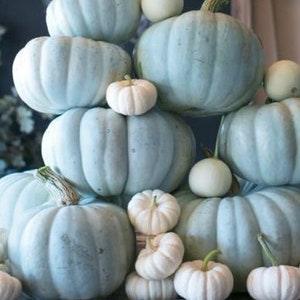 10 seeds Blue Doll zinderella Pumpkin Organic Seed