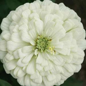 30+ Seeds- Zinnia Elegans White Flower Seeds-Elegant Zinnia-Long Bloom Season-B111