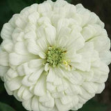 30+ Seeds- Zinnia Elegans White Flower Seeds-Elegant Zinnia-Long Bloom Season-B111