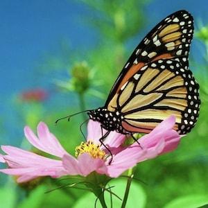 Cosmos Sensation Mix Packet of 25 seeds with New!
