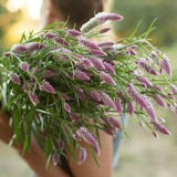 Celosia Flamingo Feather Seeds C. Spicata Cut Flower Bouquet Dizzy Bees Urban Garden *Combined Shipping *
