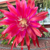 1 cutting/ leaf/ stem Masada Epiphyllum Orchid Cactus 6-8???